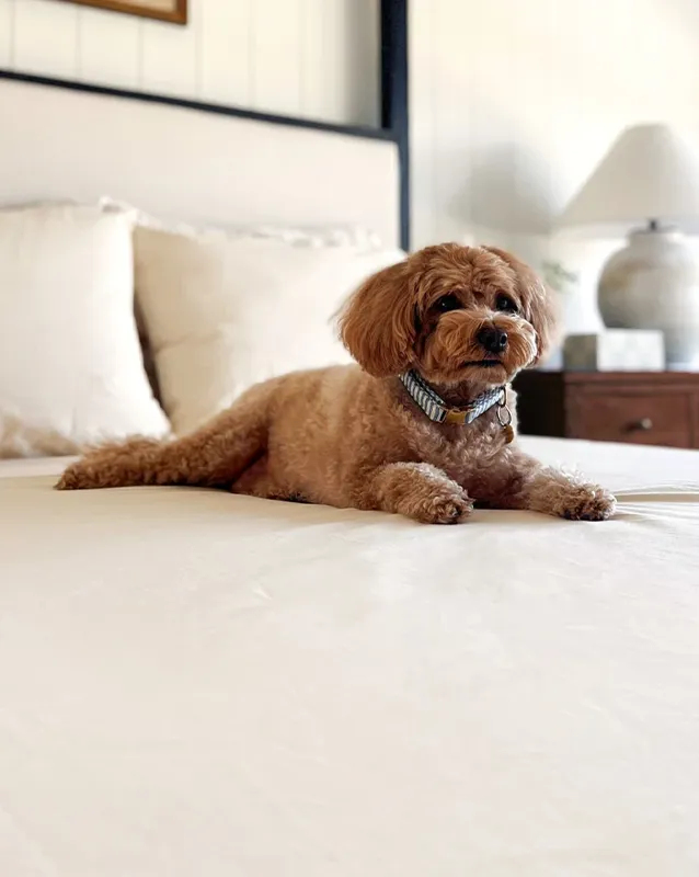 Authenticity50 Review: Seed-to-Stitch Bedding Made in the USA